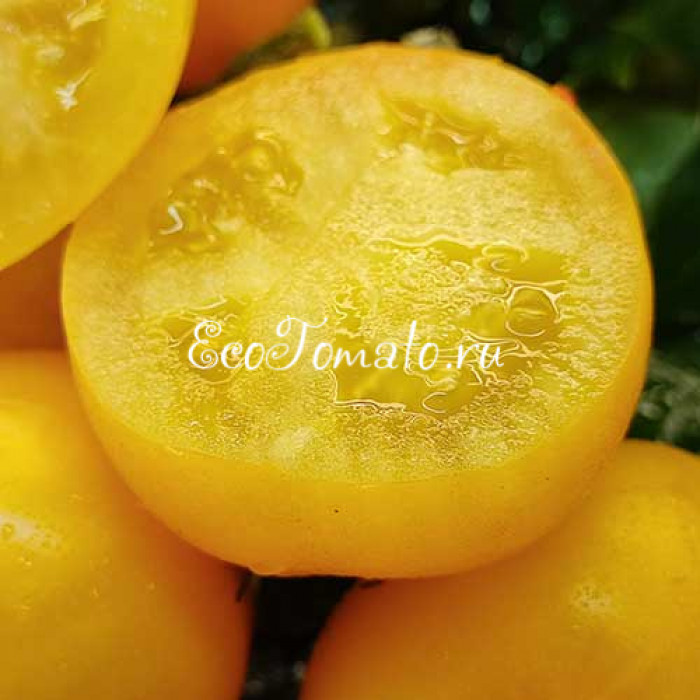 Dwarf Kangaroo Paw Yellow (Гном Лапа кенгуру желтая / Кангау пау еллоу)