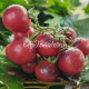 Dwarf Little Red Corvete (Дварф Маленький Красный Корвет)