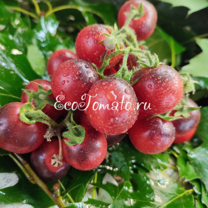 Dwarf Little Red Corvete (Дварф Маленький Красный Корвет)