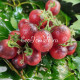Dwarf Little Red Corvete (Дварф Маленький Красный Корвет)