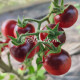 Dwarf Little Red Corvete (Дварф Маленький Красный Корвет)