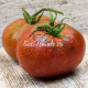 Dwarf Mauras Cardinal (Дварф Кардинал Маура)