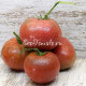 Dwarf Mauras Cardinal (Дварф Кардинал Маура)