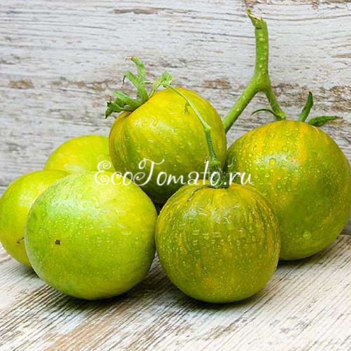 Dwarf Mint Streak (Дварф Мятная полоска)