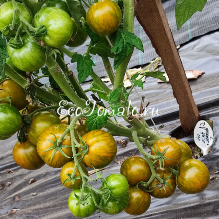 Dwarf Mint Streak (Дварф Мятная полоска)