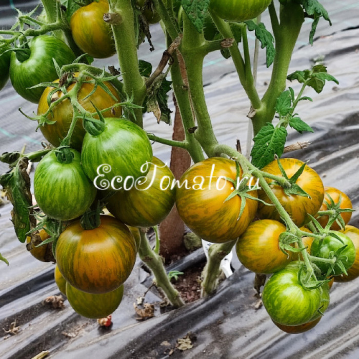 Dwarf Mint Streak (Дварф Мятная полоска)