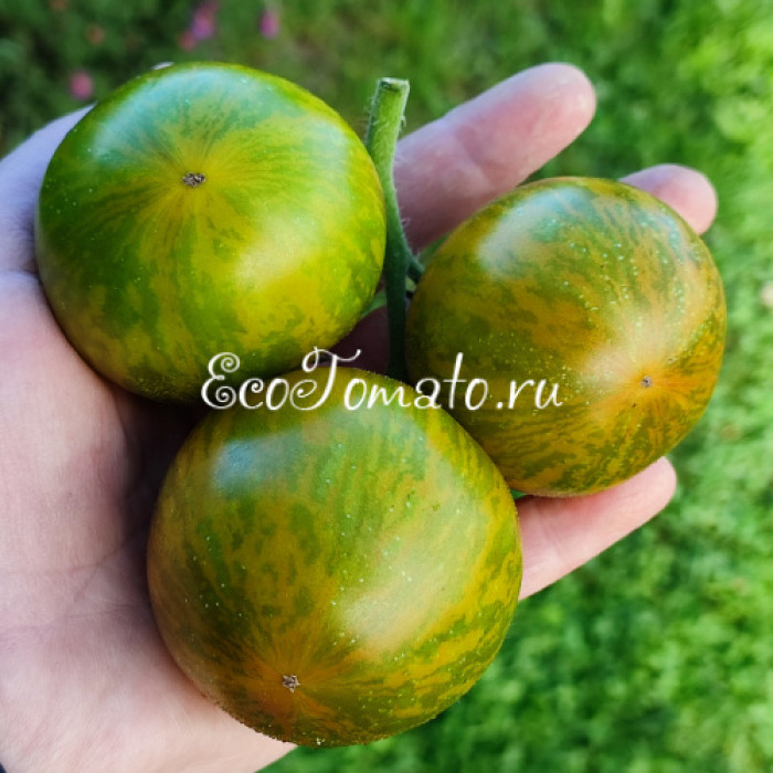 Dwarf Mint Streak (Дварф Мятная полоска)