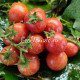 Dwarf Raspberry Beret (Дварф Малиновый берет)