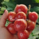 Dwarf Raspberry Beret (Дварф Малиновый берет)