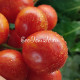 Dwarf Raspberry Beret (Дварф Малиновый берет)