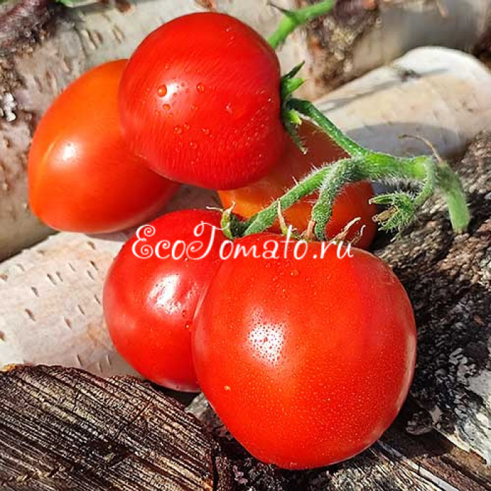 Dwarf Red Heart (Дварф Красное Сердце)