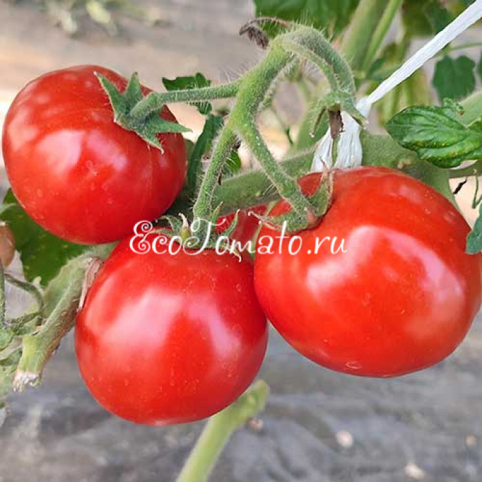 Dwarf Red Heart (Дварф Красное Сердце)