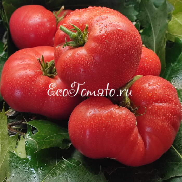 Dwarf Sonrojo Monster (Дварф Краснеющий Монстр, Монстр Сонроджо)