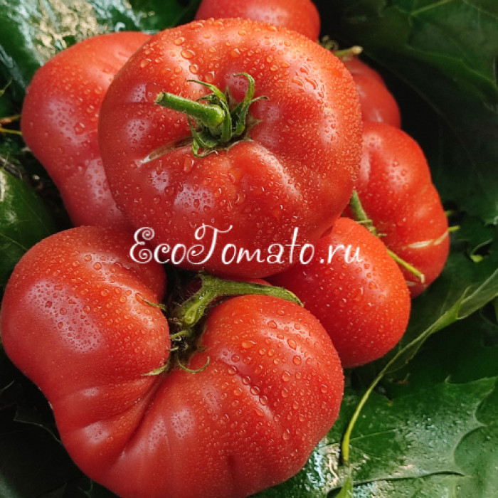 Dwarf Sonrojo Monster (Дварф Краснеющий Монстр, Монстр Сонроджо)