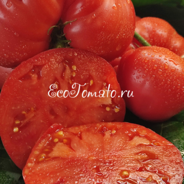 Dwarf Sonrojo Monster (Дварф Краснеющий Монстр, Монстр Сонроджо)