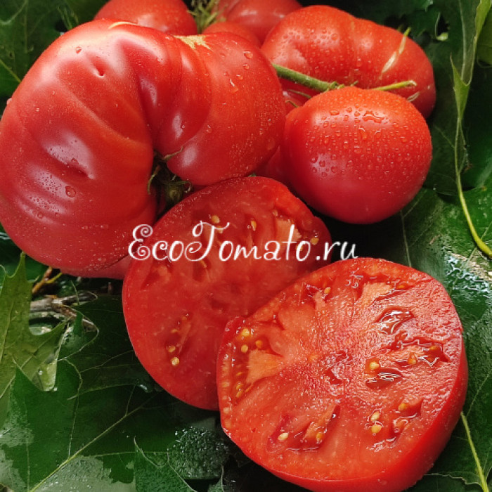 Dwarf Sonrojo Monster (Дварф Краснеющий Монстр, Монстр Сонроджо)