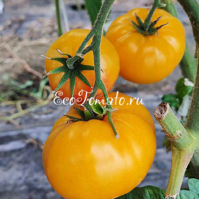 Dwarf Summer Sunrise (Дварф Летний Рассвет)