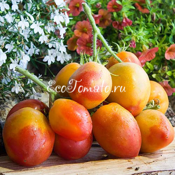 Dwarf Sunkissed Peach (Дварф Персик, поцелованный солнцем)