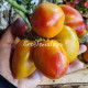 Dwarf Sunkissed Peach (Дварф Персик, поцелованный солнцем)