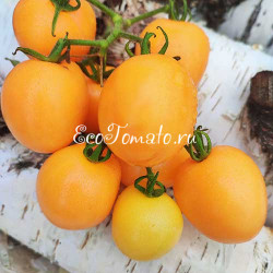 Dwarf Sunny's Pear (Дварф Груша Санни)