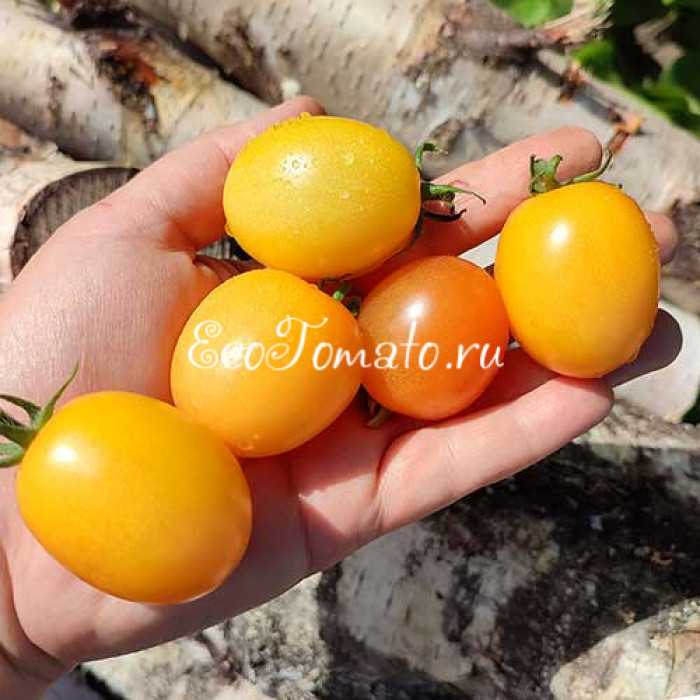 Dwarf Sunny's Pear (Дварф Груша Санни)