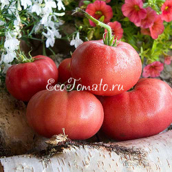 Dwarf Sweet Adelaide (Дварф Сладкая Аделаида)