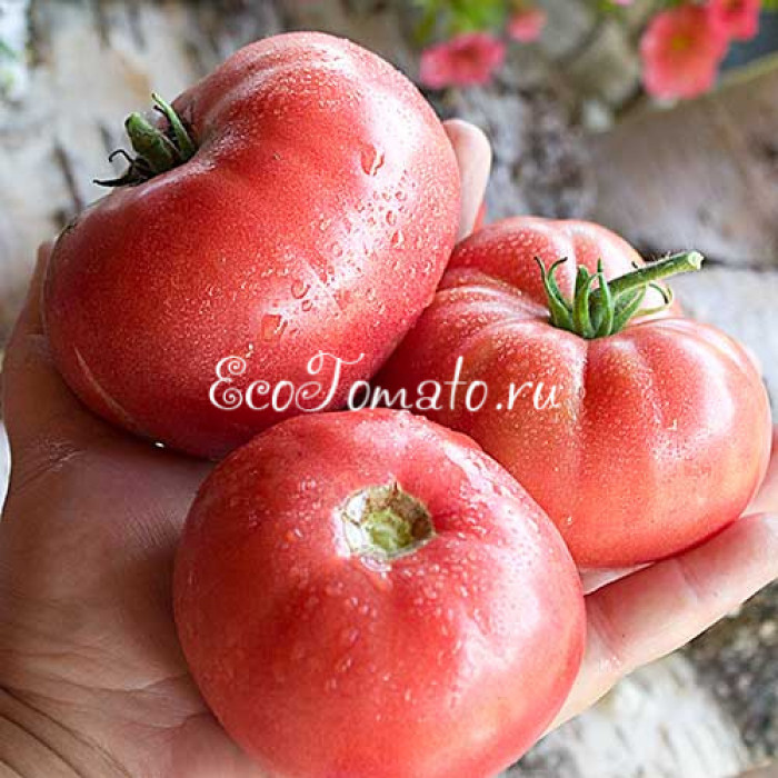 Dwarf Sweet Adelaide (Дварф Сладкая Аделаида)