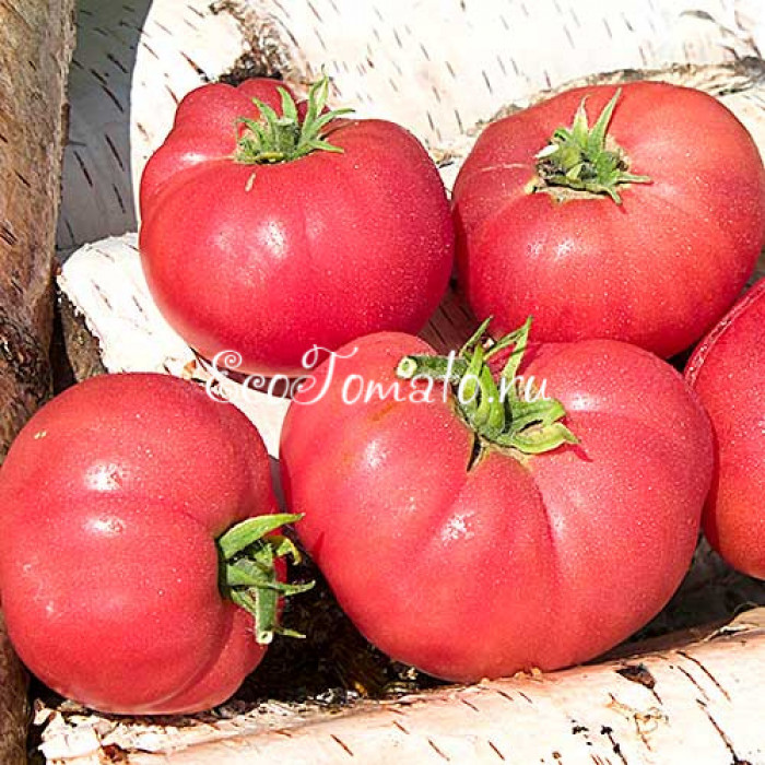 Dwarf Sweet Adelaide (Дварф Сладкая Аделаида)