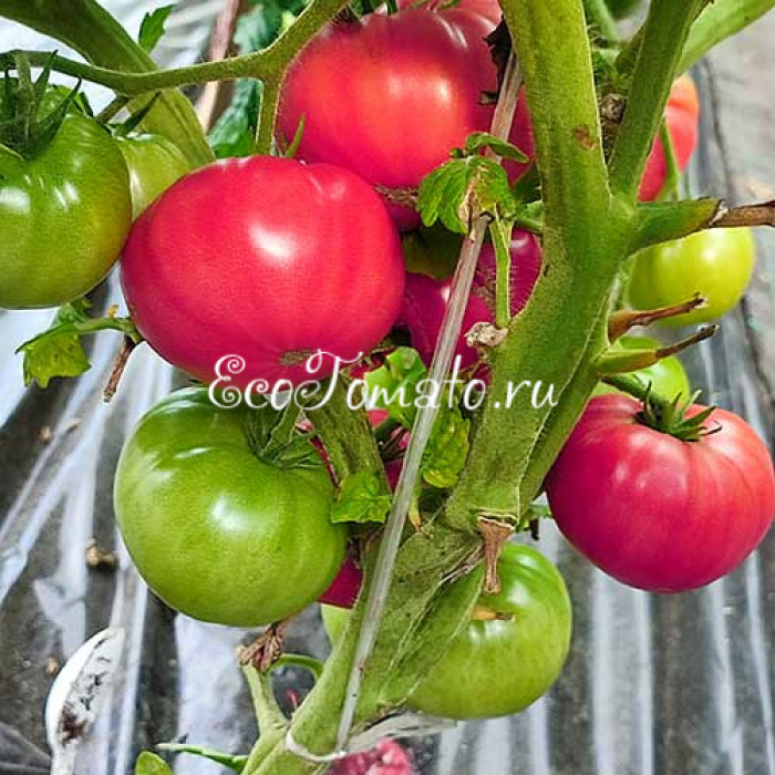 Dwarf Sweet Adelaide (Дварф Сладкая Аделаида)