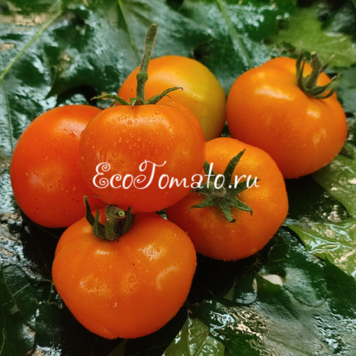 Dwarf Sweet Satsuma (Дварф Сладкая Сатцума)