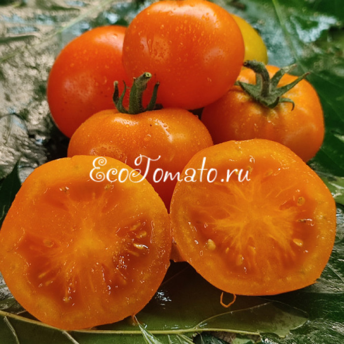 Dwarf Sweet Satsuma (Дварф Сладкая Сатцума)