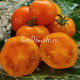 Dwarf Sweet Satsuma (Дварф Сладкая Сатцума)