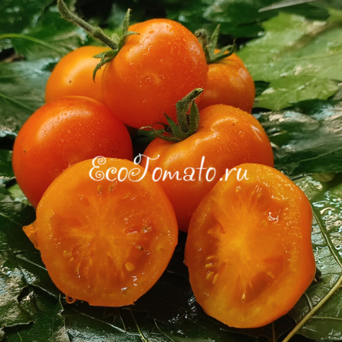 Dwarf Sweet Satsuma (Дварф Сладкая Сатцума)