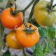 Dwarf Sweet Satsuma (Дварф Сладкая Сатцума)