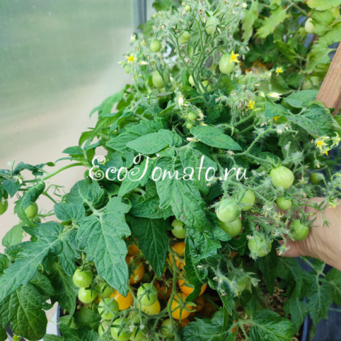 GGs Glory micro-multiflora (Памяти Глории, микродварф мультифлора)