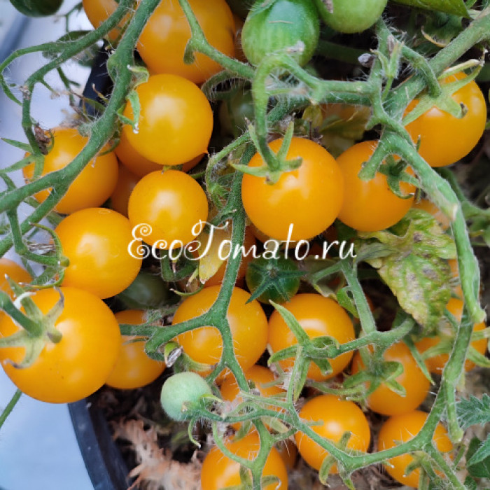 GGs Glory micro-multiflora (Памяти Глории, микродварф мультифлора)