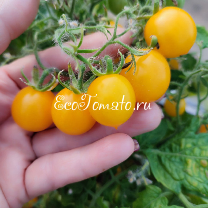 GGs Glory micro-multiflora (Памяти Глории, микродварф мультифлора)