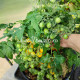 GGs Glory micro-multiflora (Памяти Глории, микродварф мультифлора)