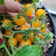 GGs Glory micro-multiflora (Памяти Глории, микродварф мультифлора)