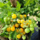GGs Glory micro-multiflora (Памяти Глории, микродварф мультифлора)