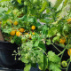 GGs Glory micro-multiflora (Памяти Глории, микродварф мультифлора)