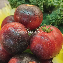 Dwarf Gondwana Lightning (Дварф Молния Гондваны)