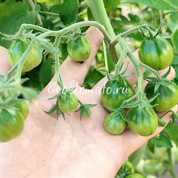 Grinch Cherry Dwarf (Дварф Гринч Черри)