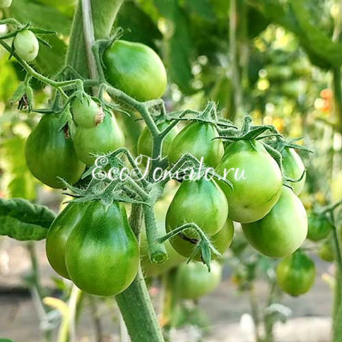 Grinch Cherry Dwarf (Дварф Гринч Черри)