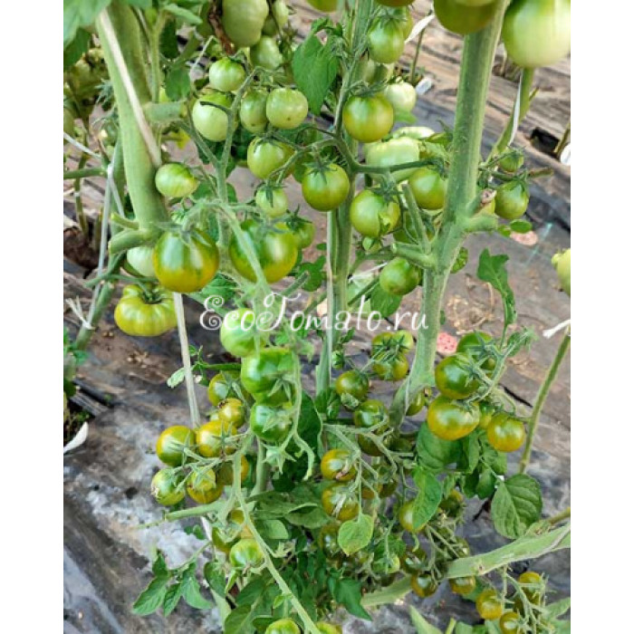 Grinch Cherry Dwarf (Дварф Гринч Черри)