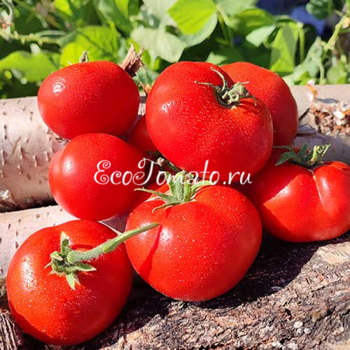 Livingston’s Dwarf Stone (Ливингстонс дварф стоун)