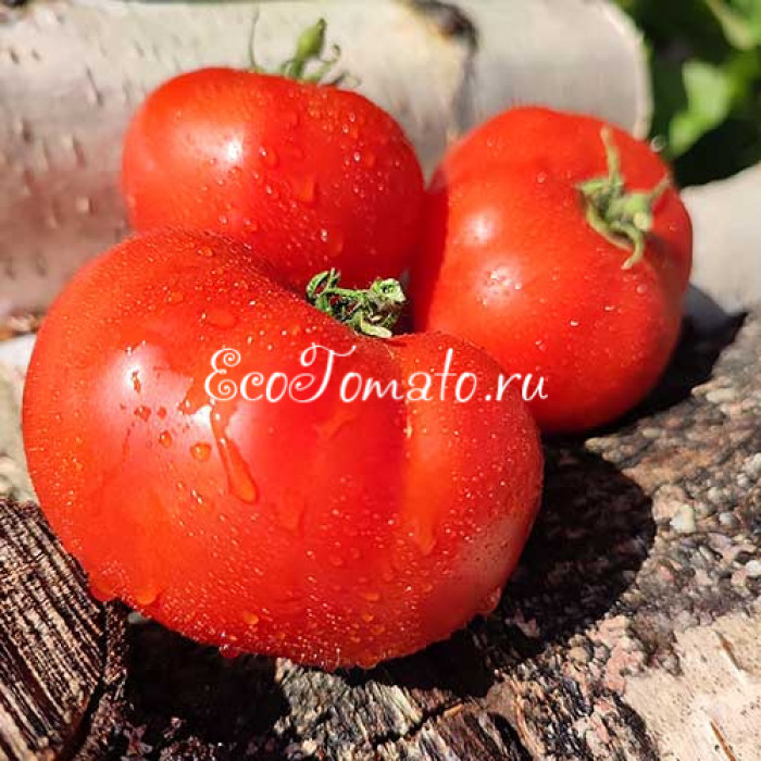 Livingston’s Dwarf Stone (Ливингстонс дварф стоун)