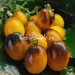 Dwarf Mignonne (Дварф Миньон)