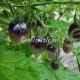 Dwarf Mignonne (Миньон)
