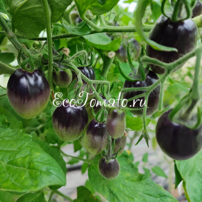 Dwarf Mignonne (Миньон)